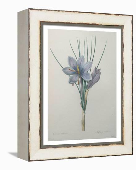 Crocus-Pierre-Joseph Redoute-Framed Stretched Canvas