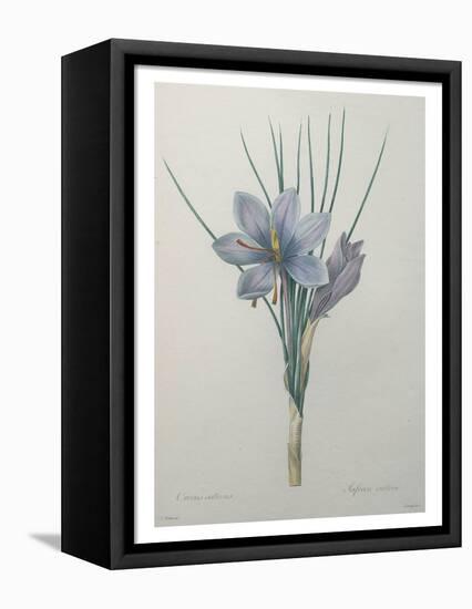 Crocus-Pierre-Joseph Redoute-Framed Stretched Canvas