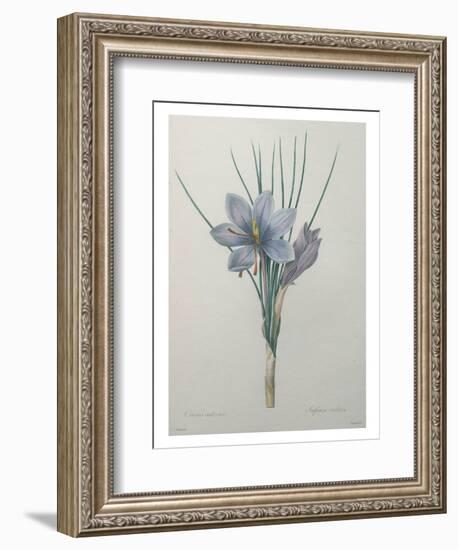 Crocus-Pierre-Joseph Redoute-Framed Premium Giclee Print