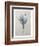 Crocus-Pierre-Joseph Redoute-Framed Premium Giclee Print