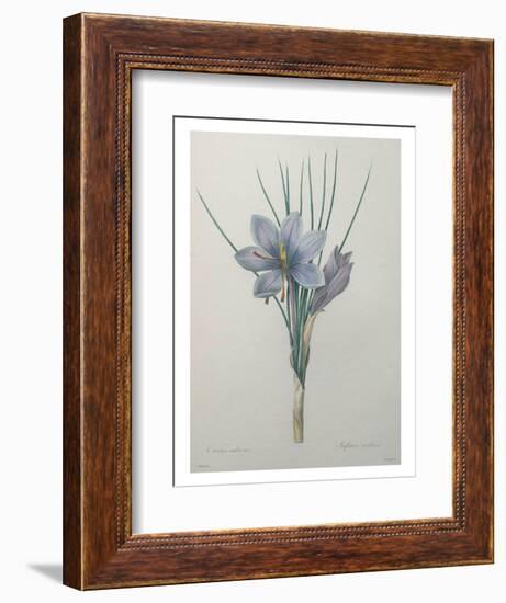 Crocus-Pierre-Joseph Redoute-Framed Premium Giclee Print