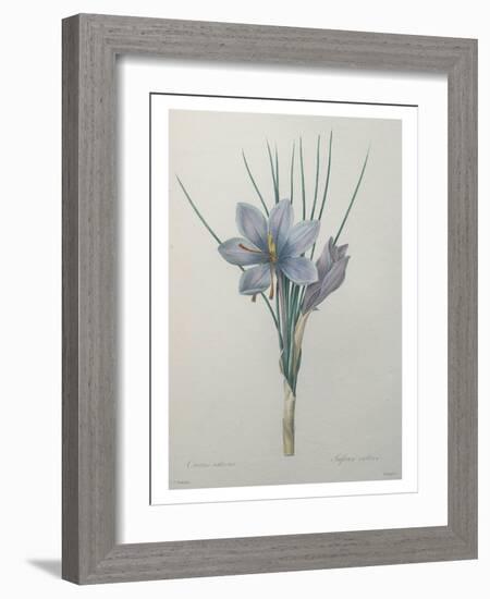 Crocus-Pierre-Joseph Redoute-Framed Art Print