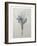 Crocus-Pierre-Joseph Redoute-Framed Art Print