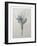 Crocus-Pierre-Joseph Redoute-Framed Art Print