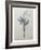 Crocus-Pierre-Joseph Redoute-Framed Art Print