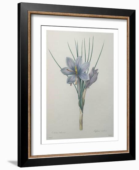 Crocus-Pierre-Joseph Redoute-Framed Art Print