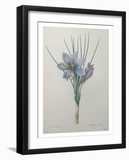 Crocus-Pierre-Joseph Redoute-Framed Art Print