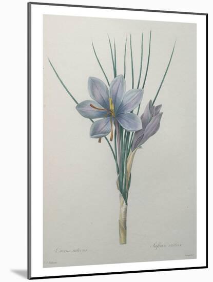 Crocus-Pierre-Joseph Redoute-Mounted Art Print