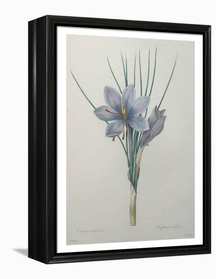 Crocus-Pierre-Joseph Redoute-Framed Stretched Canvas