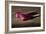 Crocus-James Gillick-Framed Giclee Print