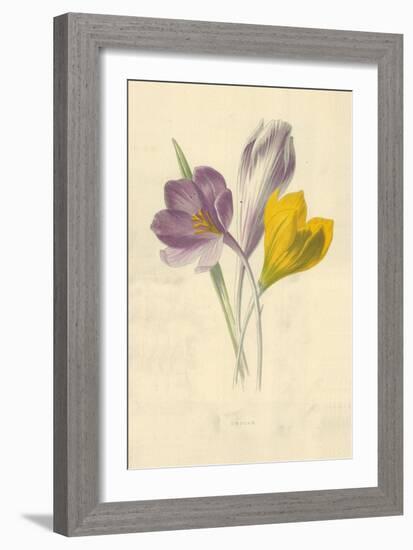 Crocus-Frederick Edward Hulme-Framed Giclee Print