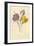 Crocus-Frederick Edward Hulme-Framed Giclee Print