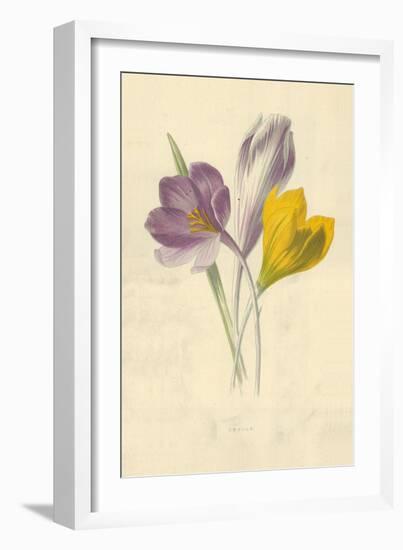 Crocus-Frederick Edward Hulme-Framed Giclee Print