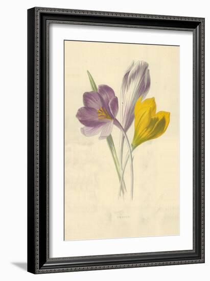 Crocus-Frederick Edward Hulme-Framed Giclee Print