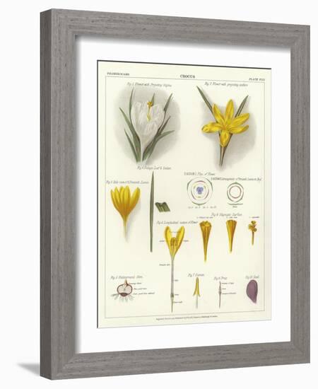 Crocus-null-Framed Giclee Print