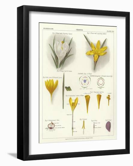 Crocus-null-Framed Giclee Print