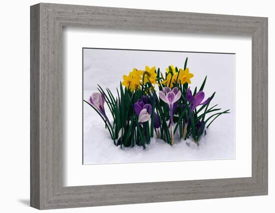 Crocuses and Daffodils in Snow-Darrell Gulin-Framed Photographic Print