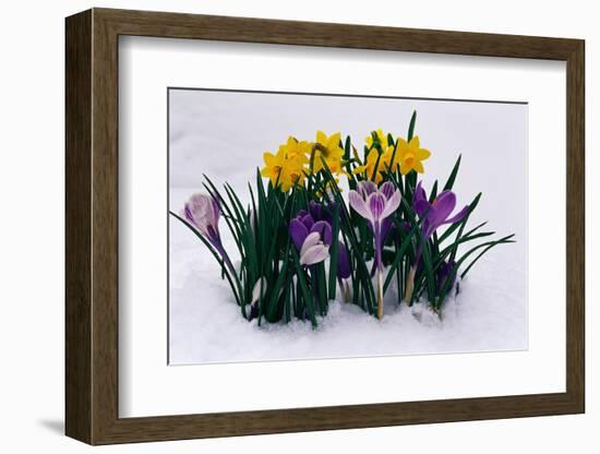 Crocuses and Daffodils in Snow-Darrell Gulin-Framed Photographic Print