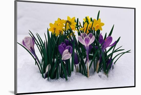 Crocuses and Daffodils in Snow-Darrell Gulin-Mounted Photographic Print