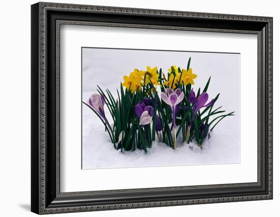 Crocuses and Daffodils in Snow-Darrell Gulin-Framed Photographic Print