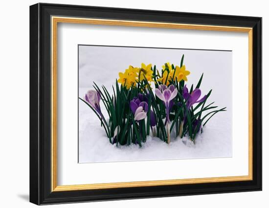 Crocuses and Daffodils in Snow-Darrell Gulin-Framed Photographic Print