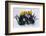 Crocuses and Daffodils in Snow-Darrell Gulin-Framed Photographic Print