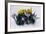 Crocuses and Daffodils in Snow-Darrell Gulin-Framed Photographic Print