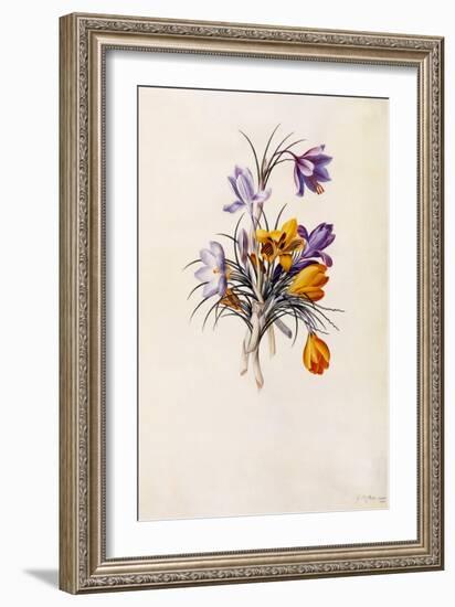 Crocuses, C.1744-Georg Dionysius Ehret-Framed Giclee Print