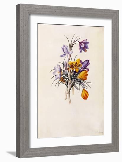 Crocuses, C.1744-Georg Dionysius Ehret-Framed Giclee Print