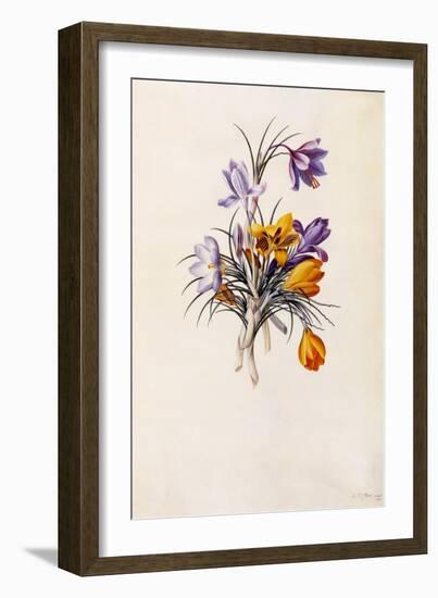 Crocuses, C.1744-Georg Dionysius Ehret-Framed Giclee Print