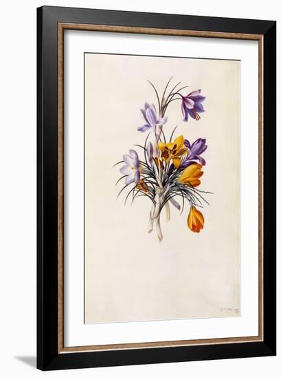 Crocuses, C.1744-Georg Dionysius Ehret-Framed Giclee Print