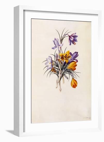 Crocuses, C.1744-Georg Dionysius Ehret-Framed Giclee Print