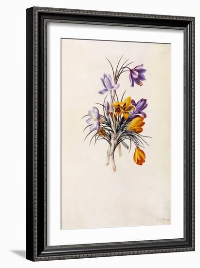 Crocuses, C.1744-Georg Dionysius Ehret-Framed Giclee Print