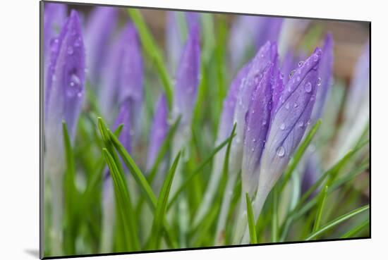 Crocuses Closed Up Between Showers on an Early Spring Day Covered in Water Drops Melted Snow-Yon Marsh-Mounted Photographic Print