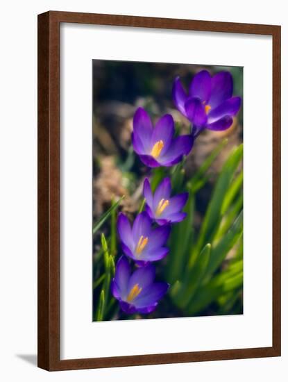 Crocuses (Crocus Vernus)-Maria Mosolova-Framed Photographic Print