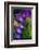 Crocuses (Crocus Vernus)-Maria Mosolova-Framed Photographic Print