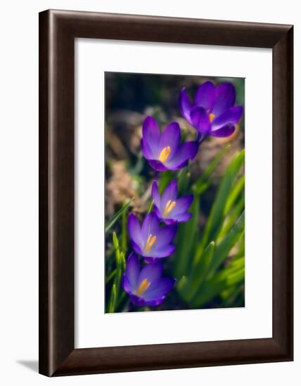 Crocuses (Crocus Vernus)-Maria Mosolova-Framed Photographic Print