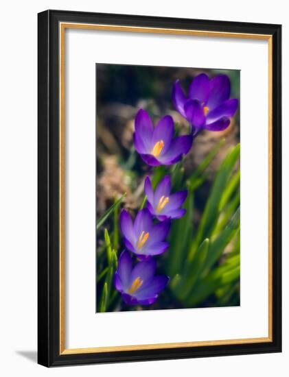 Crocuses (Crocus Vernus)-Maria Mosolova-Framed Photographic Print