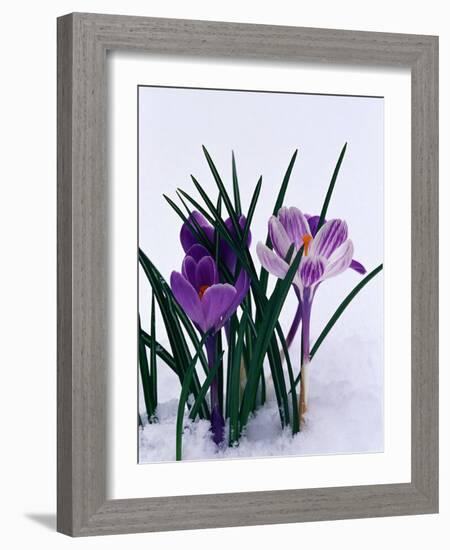 Crocuses in Snow-Darrell Gulin-Framed Photographic Print