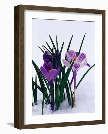 Crocuses in Snow-Darrell Gulin-Framed Photographic Print