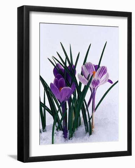 Crocuses in Snow-Darrell Gulin-Framed Photographic Print