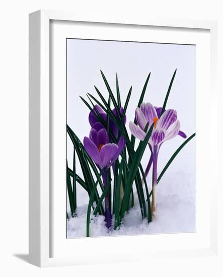 Crocuses in Snow-Darrell Gulin-Framed Photographic Print