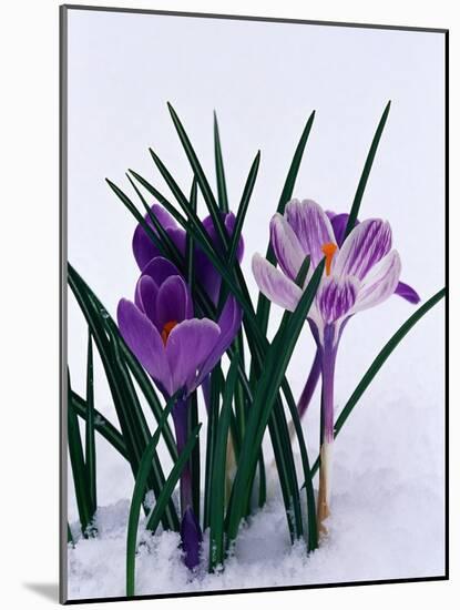 Crocuses in Snow-Darrell Gulin-Mounted Photographic Print