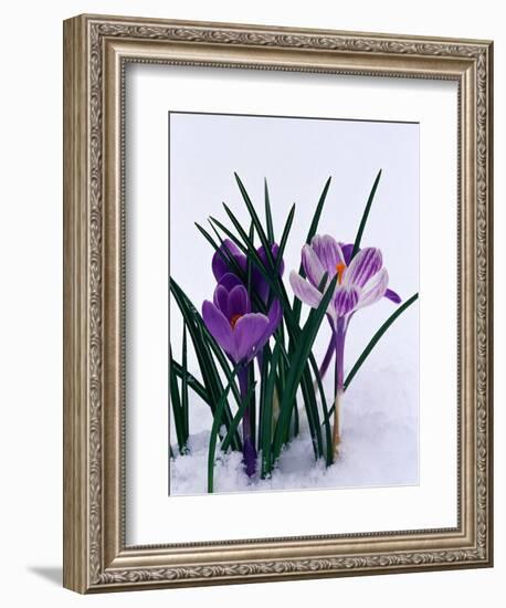 Crocuses in Snow-Darrell Gulin-Framed Photographic Print