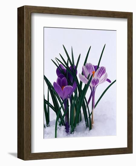 Crocuses in Snow-Darrell Gulin-Framed Photographic Print