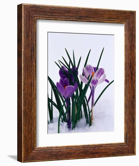 Crocuses in Snow-Darrell Gulin-Framed Photographic Print