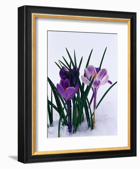 Crocuses in Snow-Darrell Gulin-Framed Photographic Print