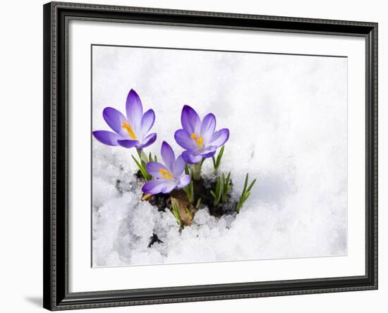 Crocuses in Snow-Volkova Irina-Framed Photographic Print