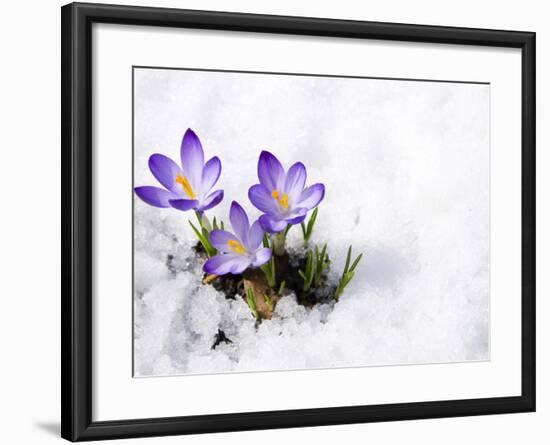 Crocuses in Snow-Volkova Irina-Framed Photographic Print