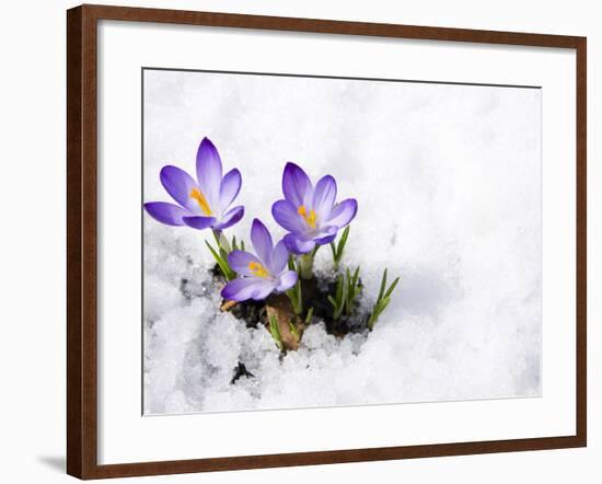 Crocuses in Snow-Volkova Irina-Framed Photographic Print